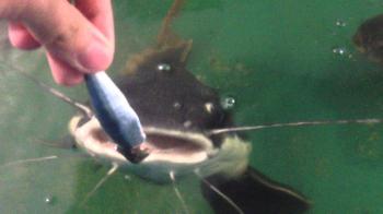 Red Tail Catfish feeding.. - YouTube