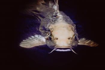 Catfish in Body of Water