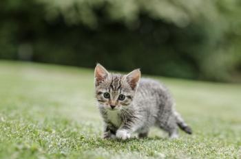 Cat advice | How to look after your cat | Blue Cross