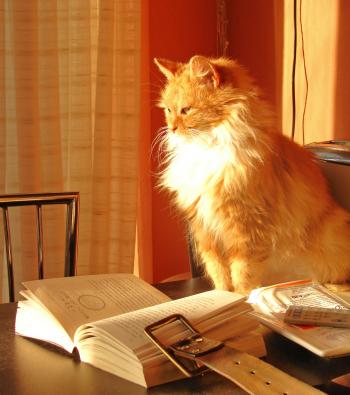 10 Great Pictures of Cats and Books | Interesting Literature
