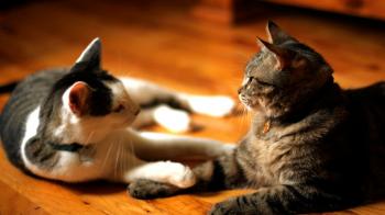 Cats playing with Each Other #44 - YouTube