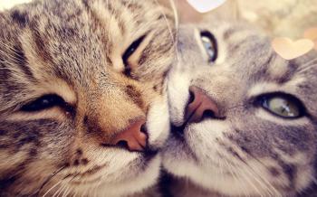 Lots Of Cats Togeth HD Wallpaper, Background Images