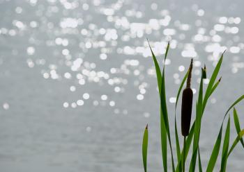 Cattail on the Shore