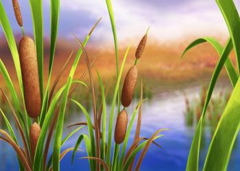 Ethnobotany: Cattails – awkward botany