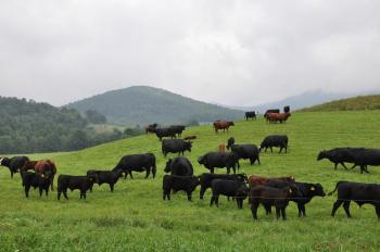 livestock and meat food production the plan vermont farm to cattle ...
