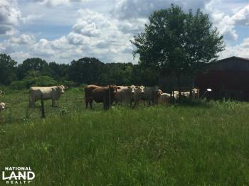 Cook Creek Road Cattle Farm : Land for Sale : Russellville : Colbert ...