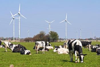 Free picture: cattle, farm, cow, beef, pasture, ranch, animal, field ...