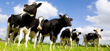 Florida Dairy Farmers