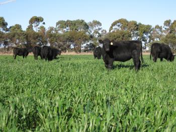 Grazing crops with cattle | Agriculture and Food