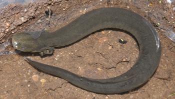 Caudata - BIO 437 - Herpetology - Research Guides at Stephen F ...