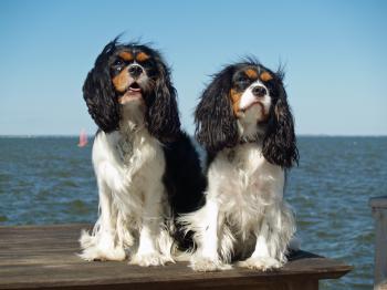 File:Cavalier King Charles Spaniels (2821585840).jpg - Wikimedia Commons