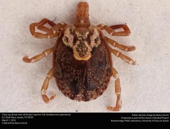 Cayenne Tick (Amblyomma cajennense) · iNaturalist.org