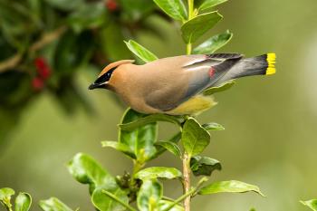 Cedar Waxwing | Audubon Field Guide