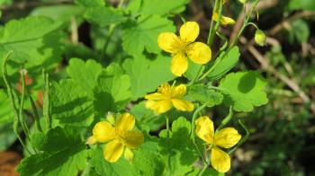 Wednesday Weed – Greater Celandine | Bug Woman – Adventures in London