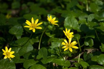 Lesser Celandine