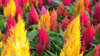 Plumed celosia blooming in garden (Celosia argentea L), Stock Video ...