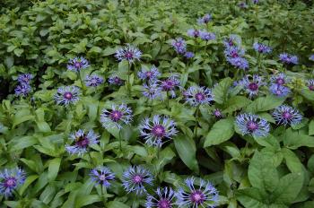 Centaurea montana | landscape architect's pages