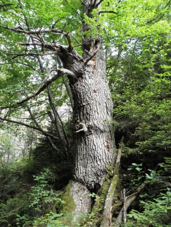 Century-old elm tree