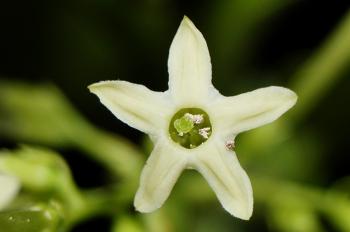 Cestrum nocturnum - Wikipedia