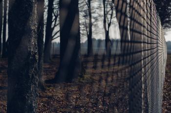 Chain Link Fence With Trees in Background during Twilight