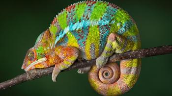 Chameleon Animal Profile
