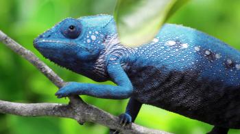 Chameleon Changing Color - YouTube