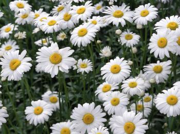 Chamomile North Roman Best selling - Rezennia