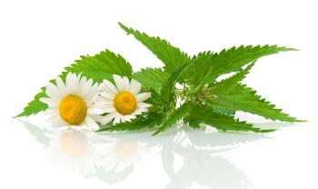 EO2 Roman Chamomile Essential Oil