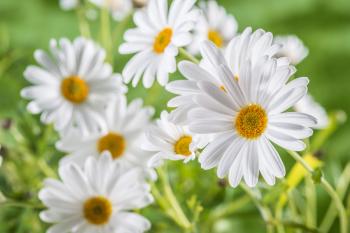 Chamomile: Antioxidant, Anti-Inflammatory & Anti-Cancer - Dr. Axe