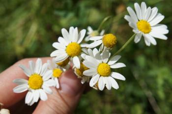 Edible Flowers: Chamomile & Lemon Infused Water {Iced Tea} - YouTube