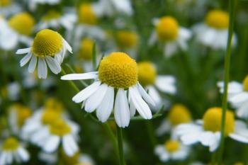 Chamomile hair rinse | Dried Flower Crafts