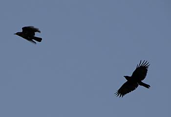 Chase of the Crows