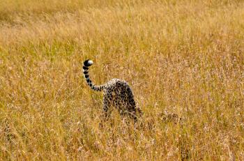 Cheetah on Brown Grass Field Photo