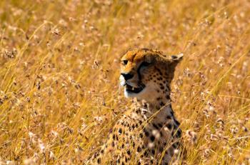 Cheetah on Grass Field