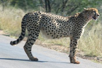 Cheetah waiting on the road