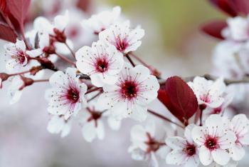 spring flowers – Petals and Wings