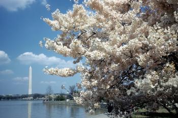 Cherry Blossoms in Washington DC Almost a Diplomacy Crisis | Time
