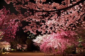 Cherry blossom 'yozakura' night viewing – GetHiroshima