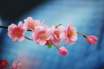 File:Cherry Blossom (2942368143).jpg - Wikimedia Commons