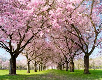 Cherry Blossom Trees Wall Mural Wallpaper | Wallsauce USA