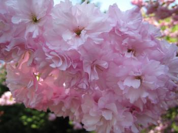 Cherry Blossoms 2