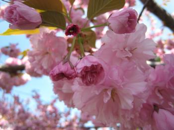 Cherry Blossoms Closeup 1