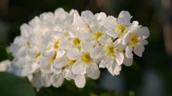 blossom bird cherry tree flowers macro Stock Video Footage - Videoblocks