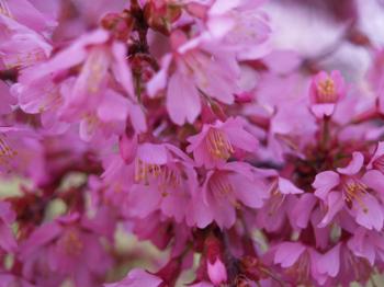 March in bloom – trees | Ramblin' through Dave's Garden