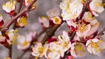 Flowers Blossoms on the Branches Cherry Tree. Timelapse. 4K. Stock ...