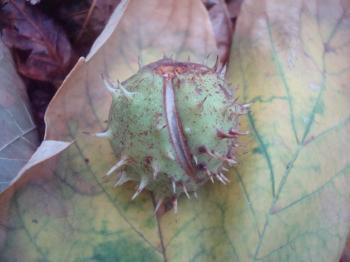 Chestnut on fallen autumn leaves