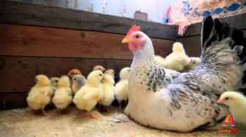 backyard chickens - Hen and chicks - YouTube