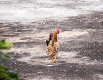 Chicken walking on concrete ground
