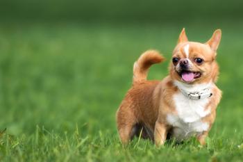 Chihuahua Dog Names - Wag!
