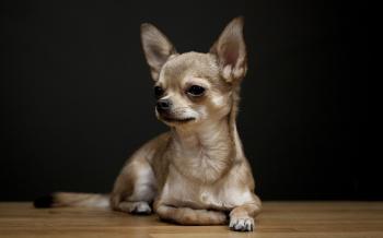 Chihuahua Wallpapers - Wallpaper Cave